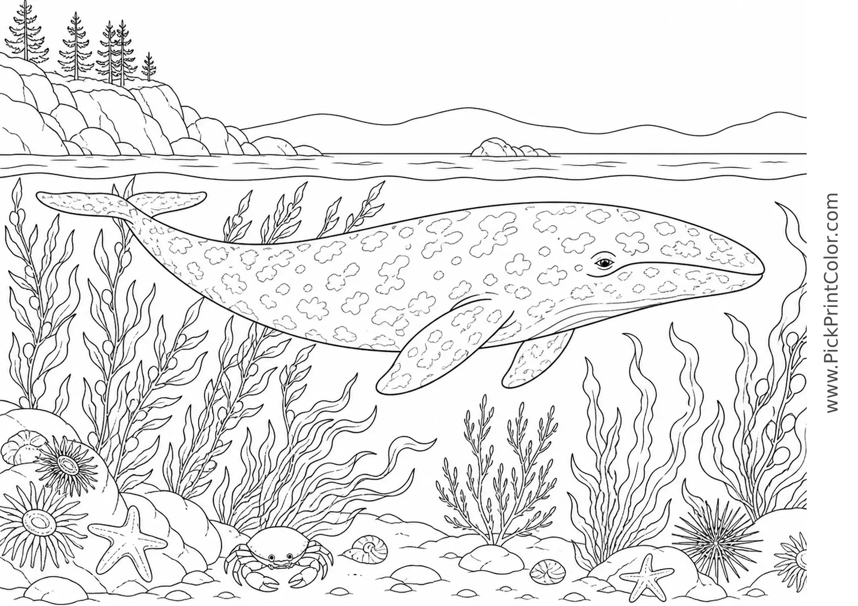 Gray Whale Crossing a Kelp Coast printable black-and-white coloring page
